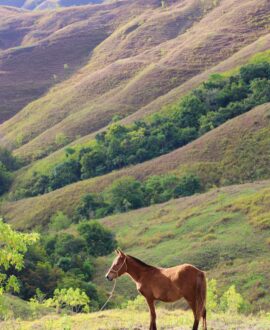 Sumba